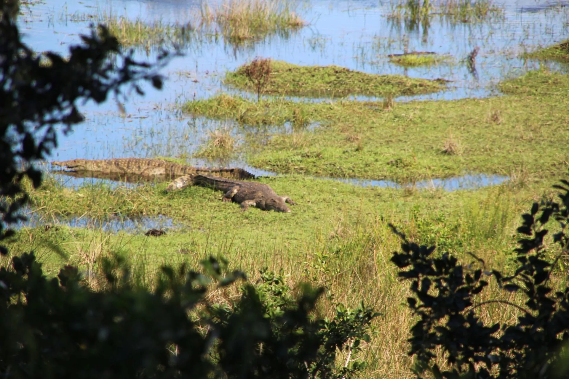 Südafrika Safari Krokodile beim Sonnenbad