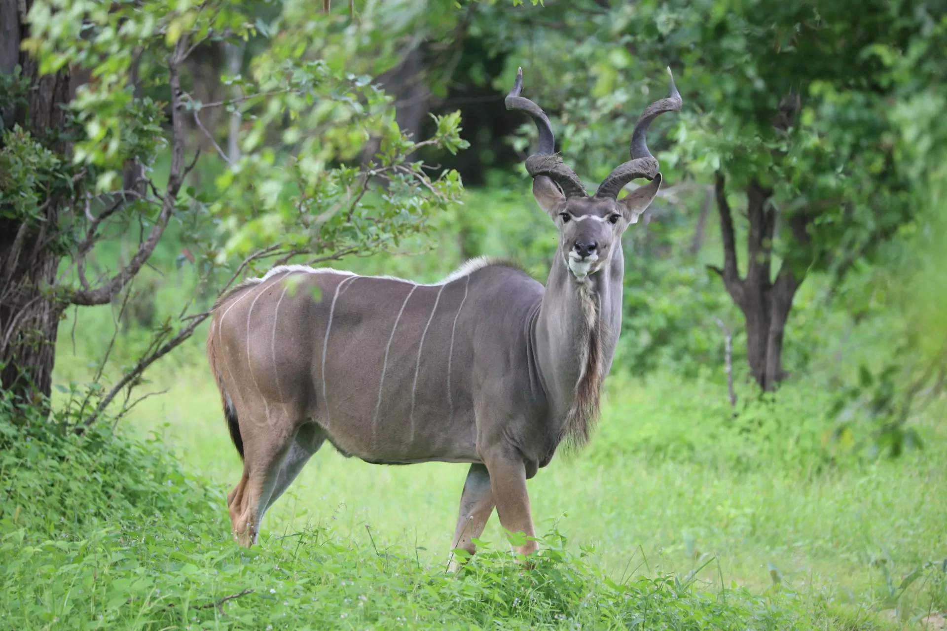 Malawi Reise Liwonde Nationalpark Kudu