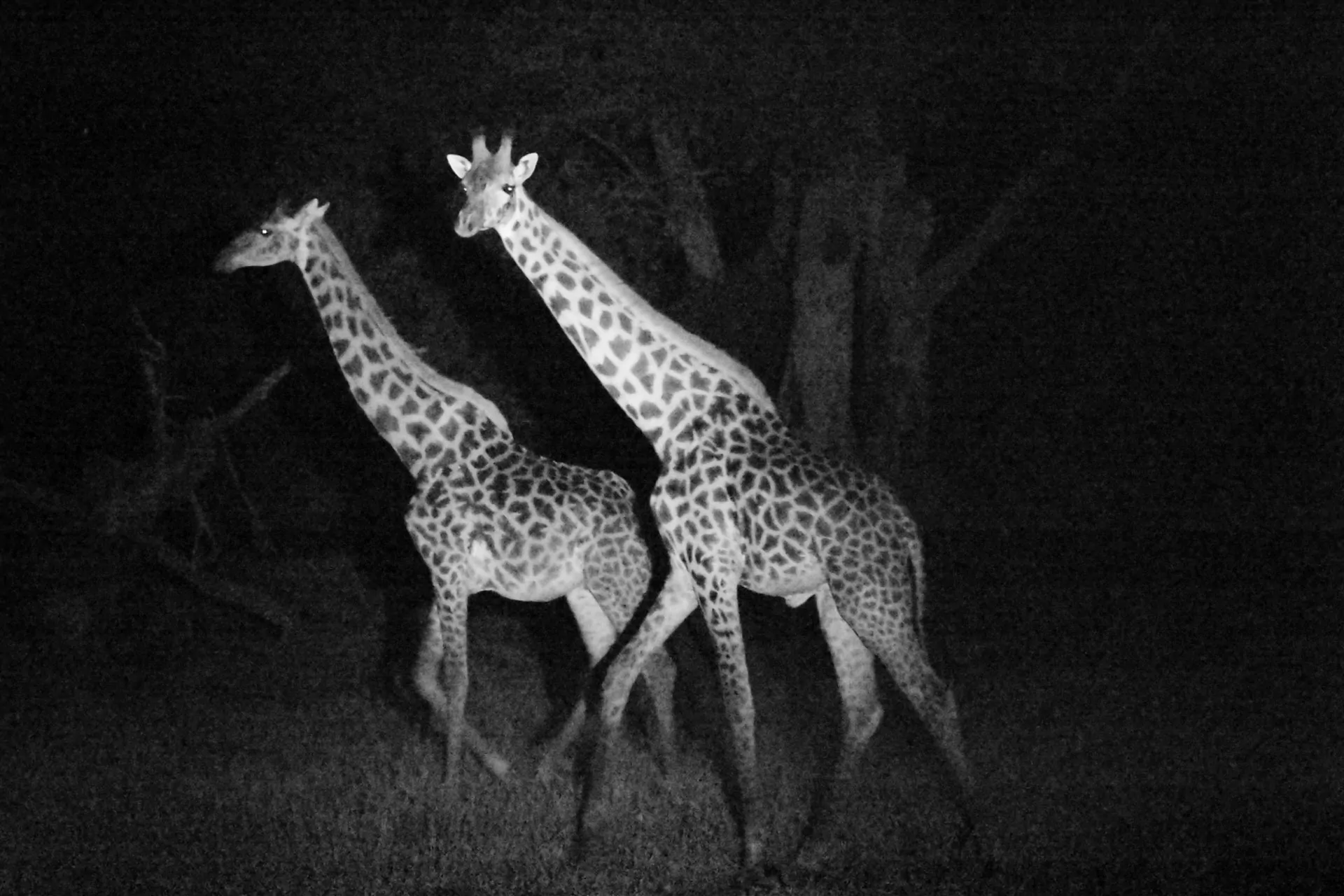 Kenia Safari Nachtpirschfahrt-im-Ziwani-Schutzgebiet