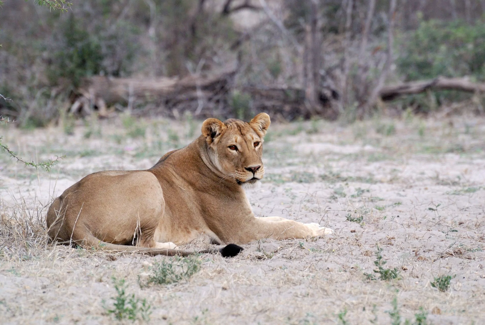Namibia Safari Etosha Nationalpark Tiere Löwe