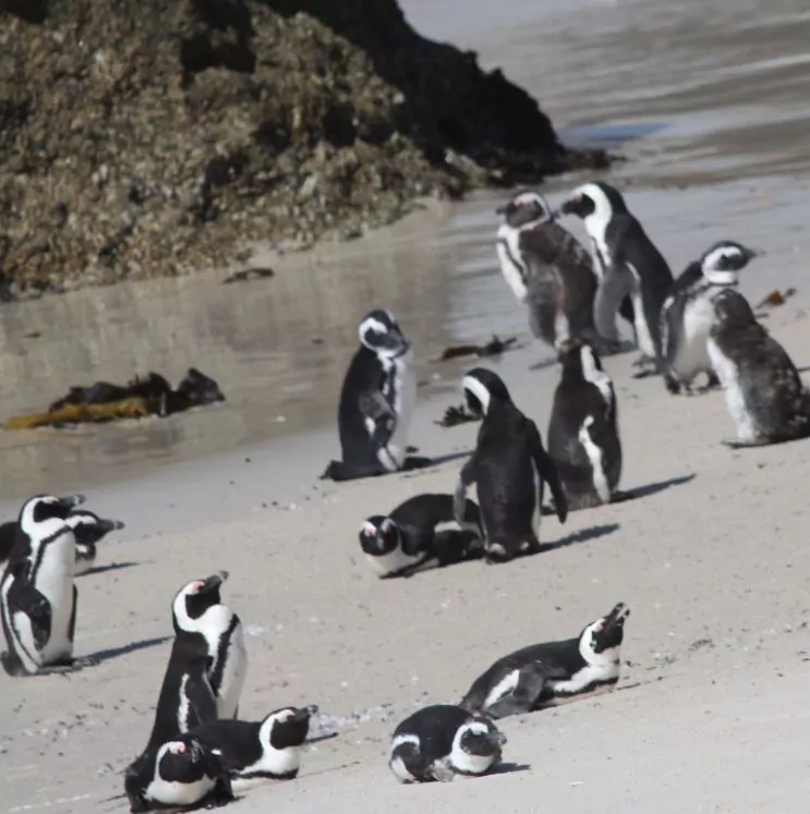 Südafrika Safari Pinguinenkolonie am Boulders Beach