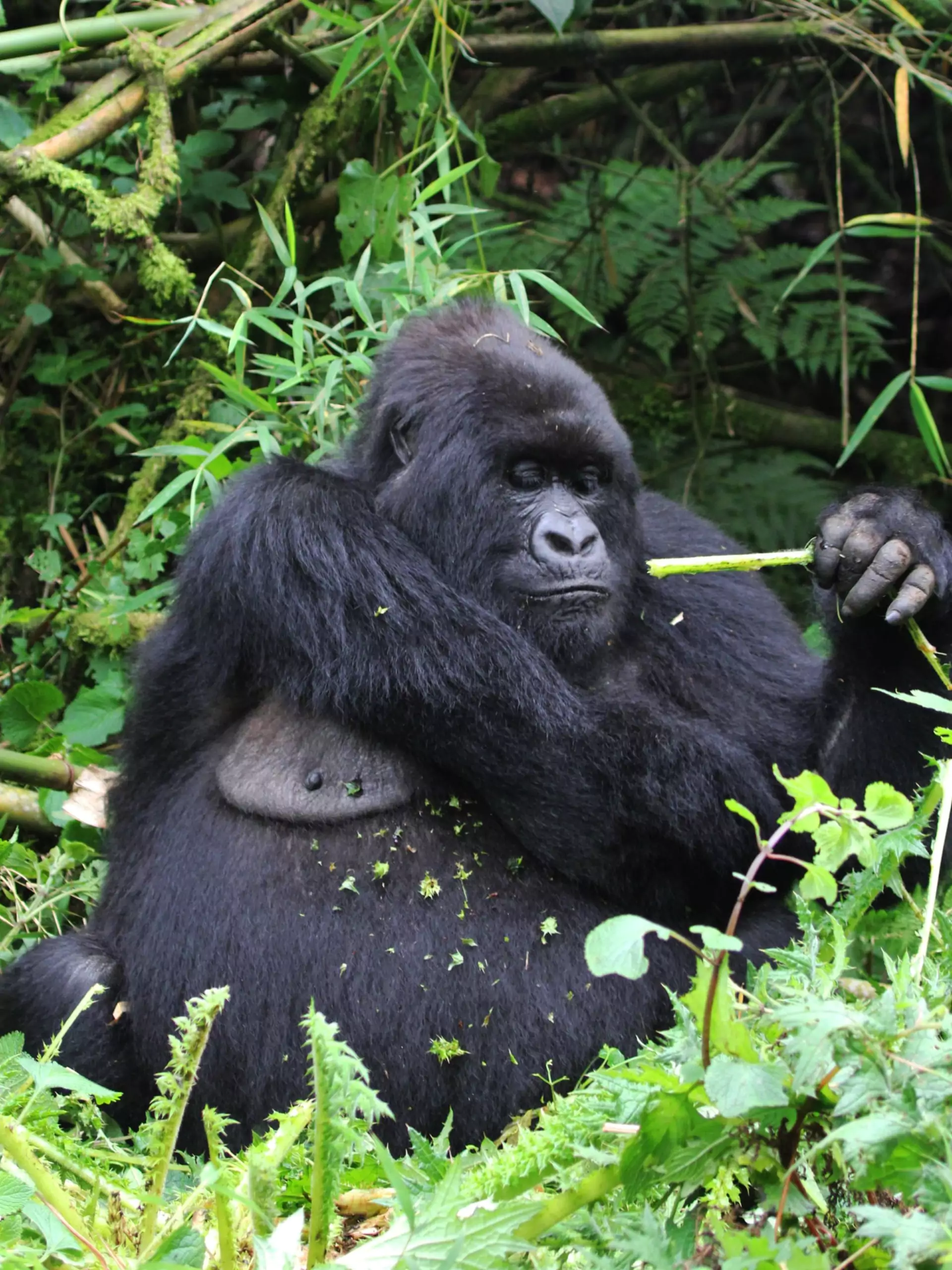 Uganda Rundreise Mgahinga Nationalpark Berggorilla