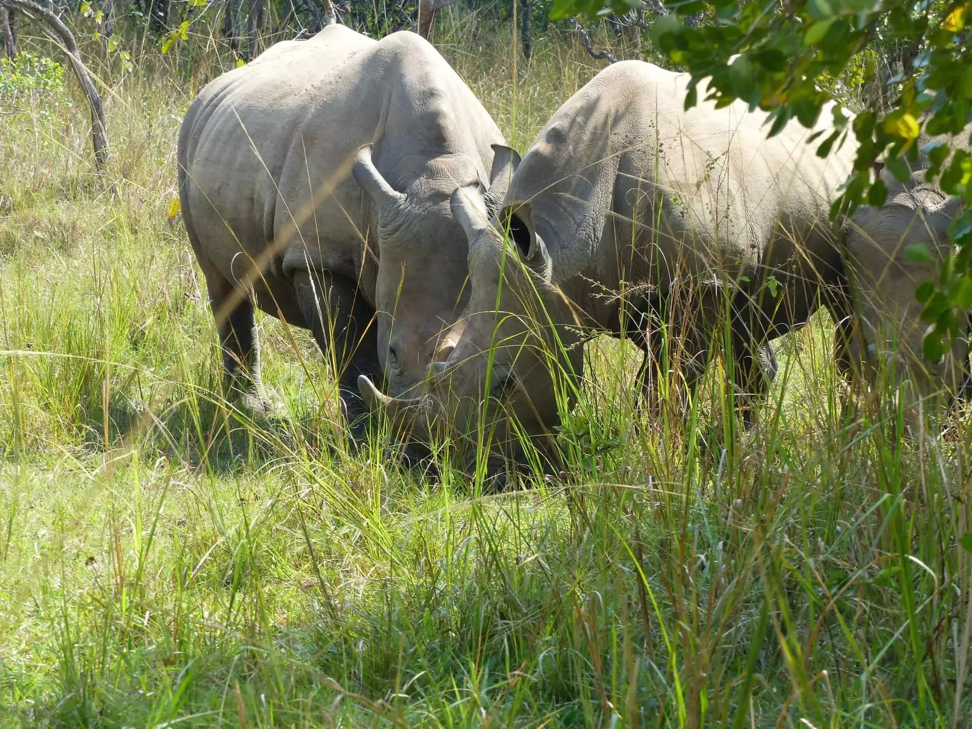 Ruanda_Reise_Ziwa_Rhino_Sanctuary