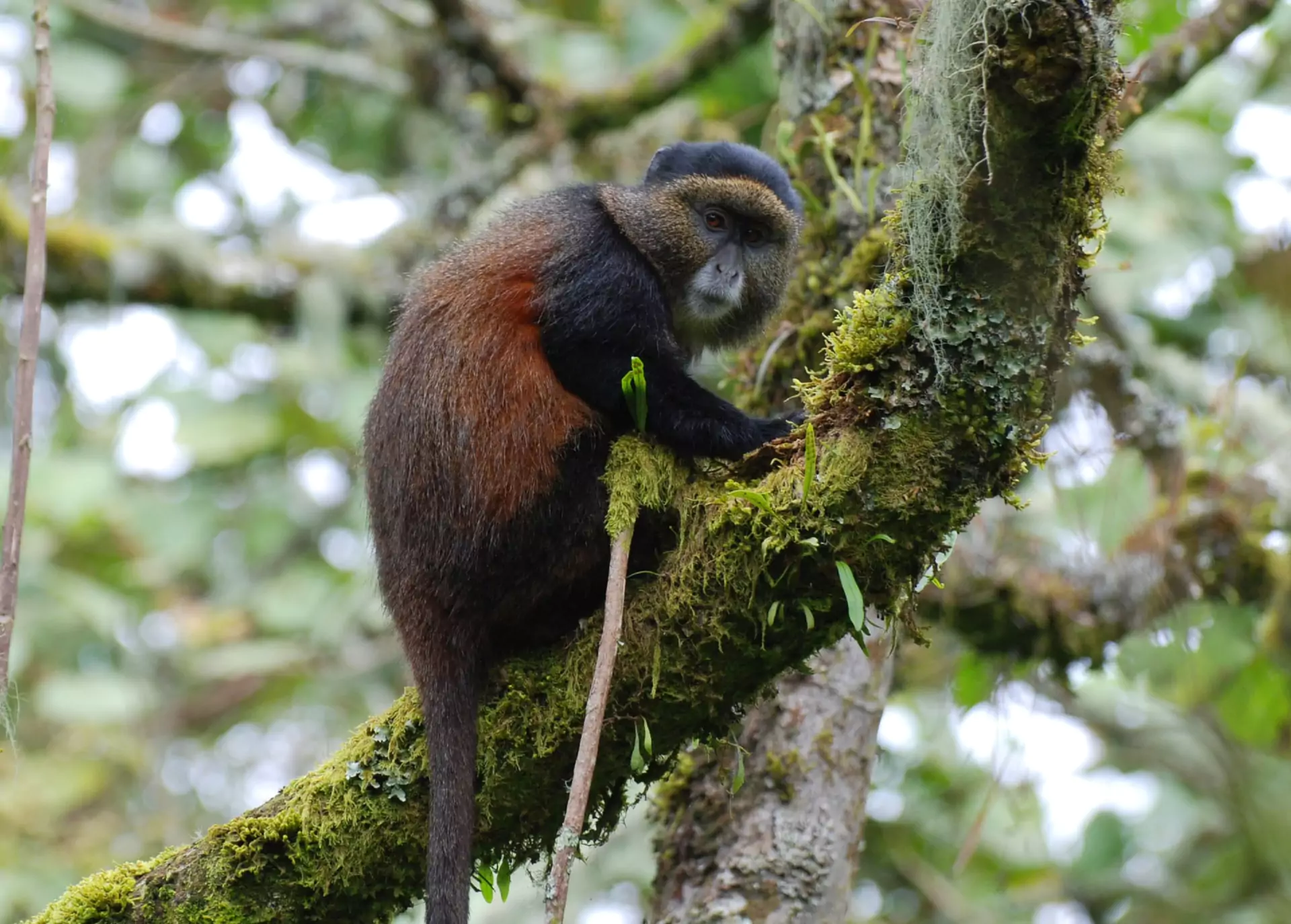 Ruanda_Reise_fauna_golden_monkey_schuchtern