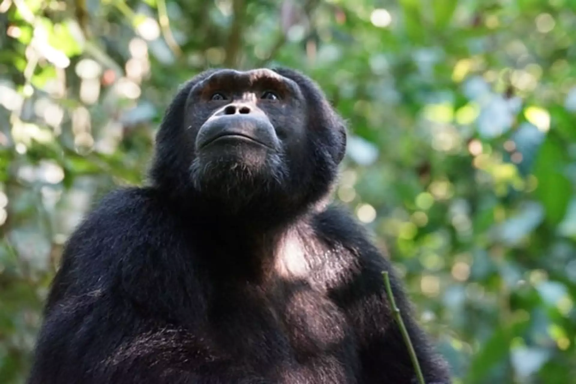 Ruanda Reisen Nyungwe Nationalpark Schimpanse