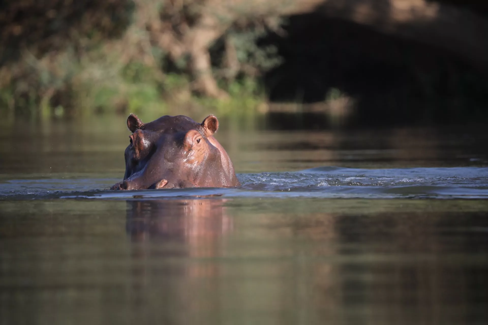 Kenia Safari Tsavo West Nationalpark Hippo im Wasser