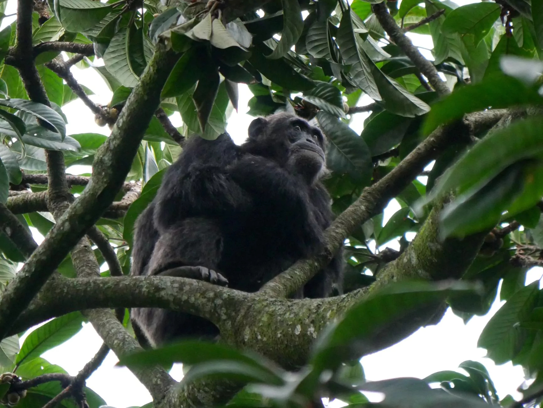 Uganda Rundreisen Schimpanse-im-Regenwald