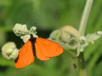 Ruanda Reisen Schmetterling-am-Nyungwe-Nationalpark