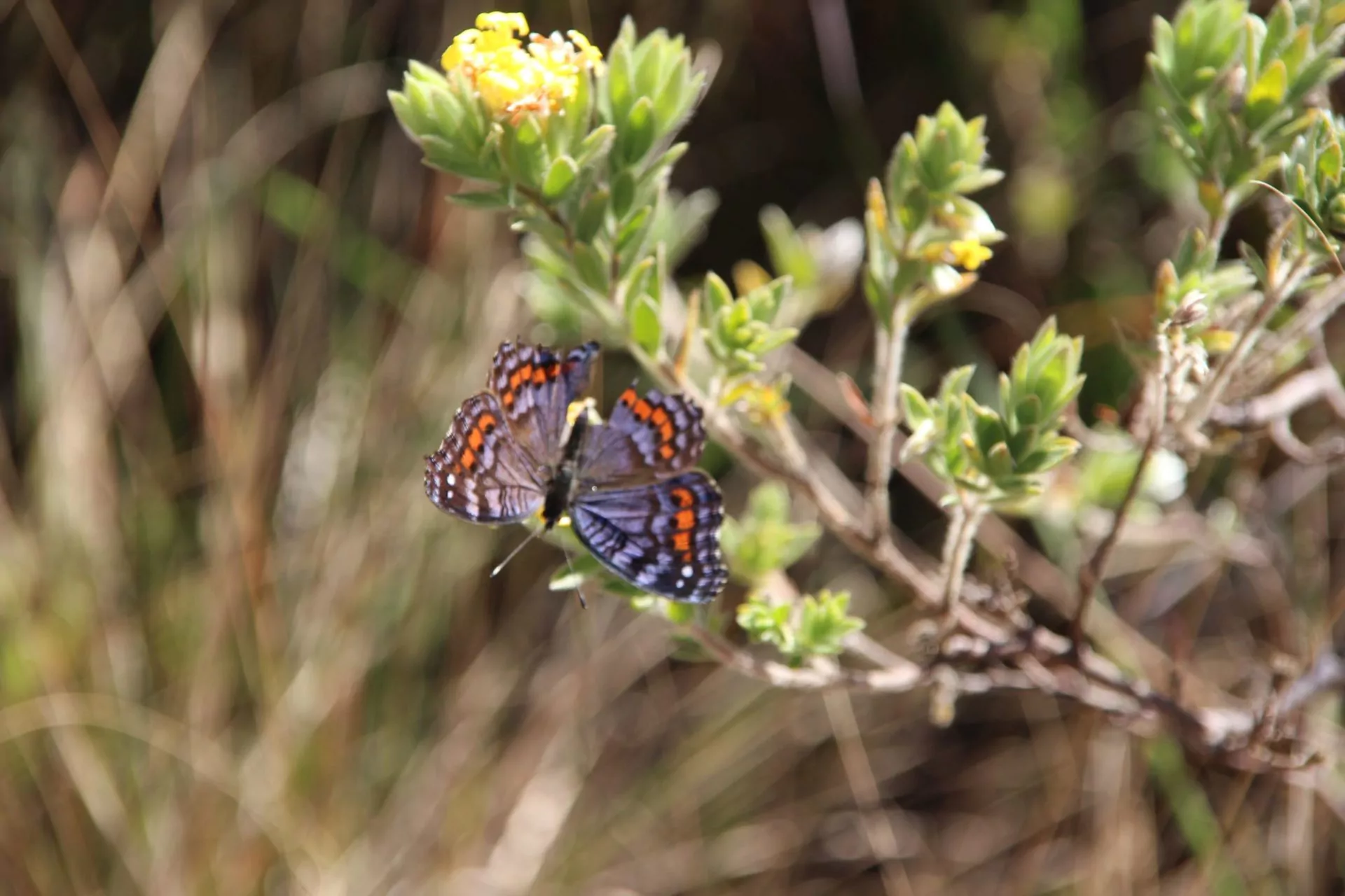 Südafrika Safari Schmetterling