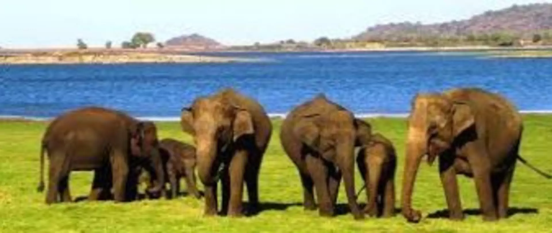 Sri_Lanka_Reise_Udawalawe_National_Park_Elefanten
