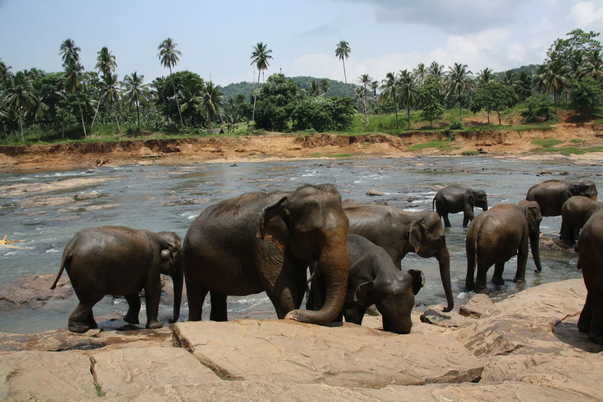 Sri Lanka Rundreise Pinnawela Elefantenwaisenhaus