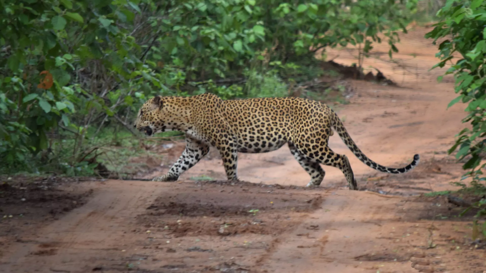 Sri_Lanka_Rundreisen_Yala_Nationalpark_Leopard