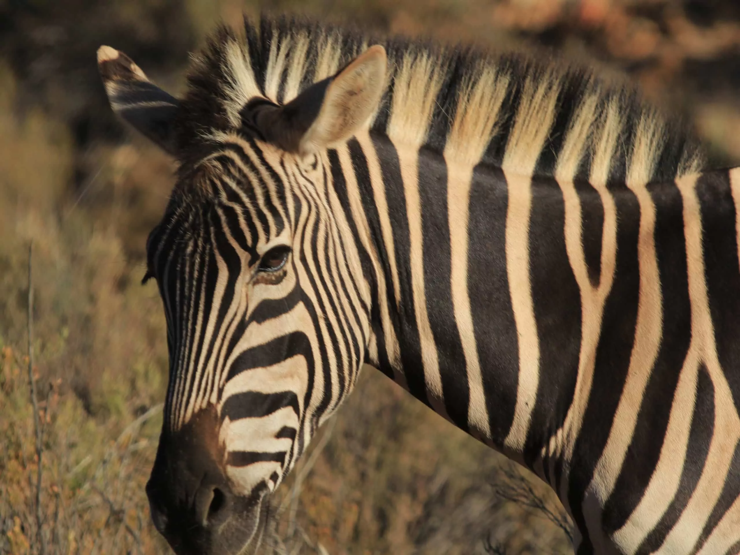Südafrika Safari Aquila Wildreservat Zebra