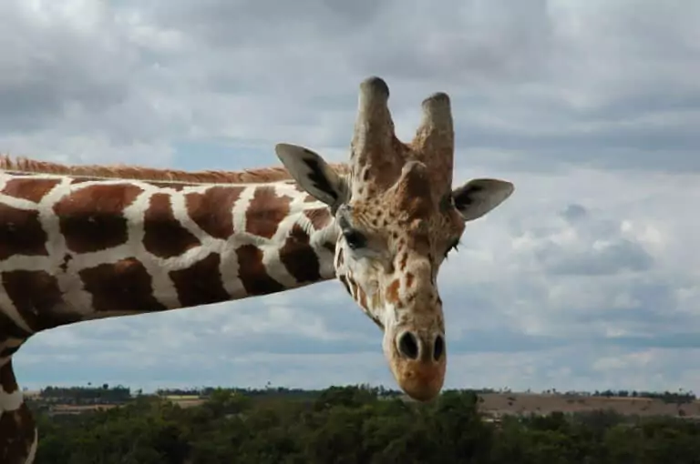 Tansania Safari und Baden Fusspirsch Giraffen