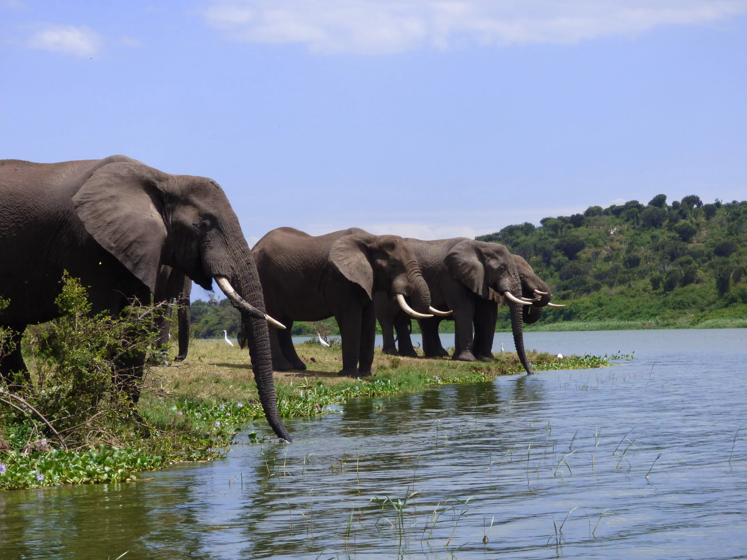 Uganda Rundreise Queen Elizabeth Nationalpark Kazinga Kanal Elefanten