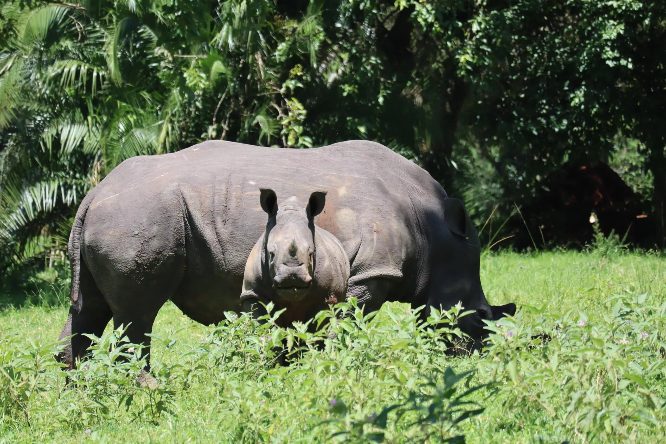 Uganda Rundreise Ziwa Rhino Sanctuary Fusspirsch Uganda Unravelled