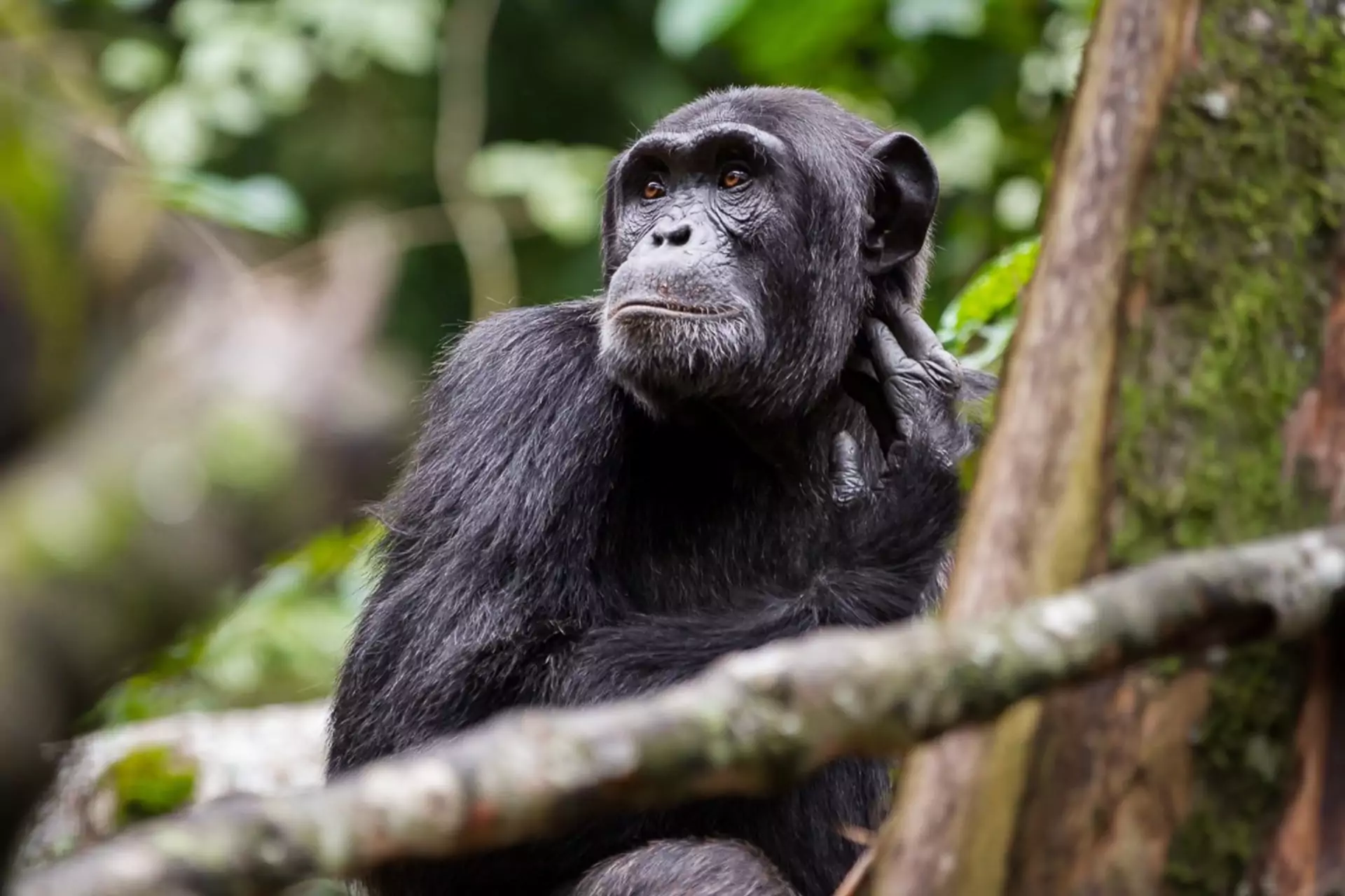 Uganda_Rundreise_Kibale_Nationalpark_Schimpanse