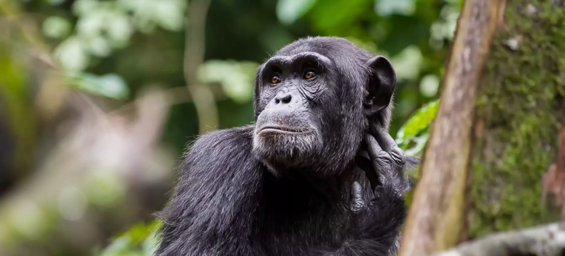 Uganda_rundreise_Schimpanse_Kibale Nationalpark