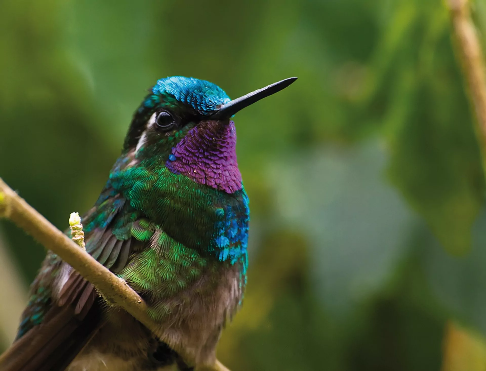 costa rica reisen monteverde vogel kolibri