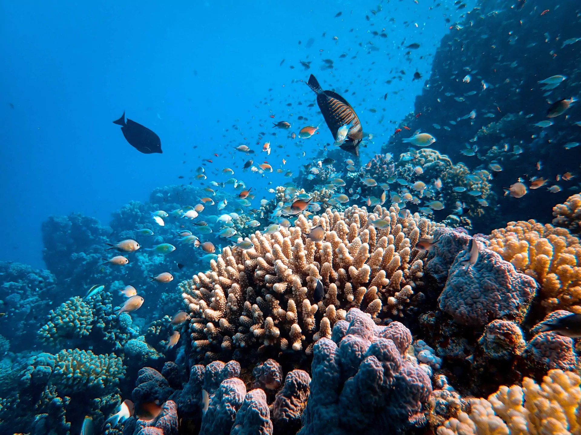 costa rica rundreise korallenriff