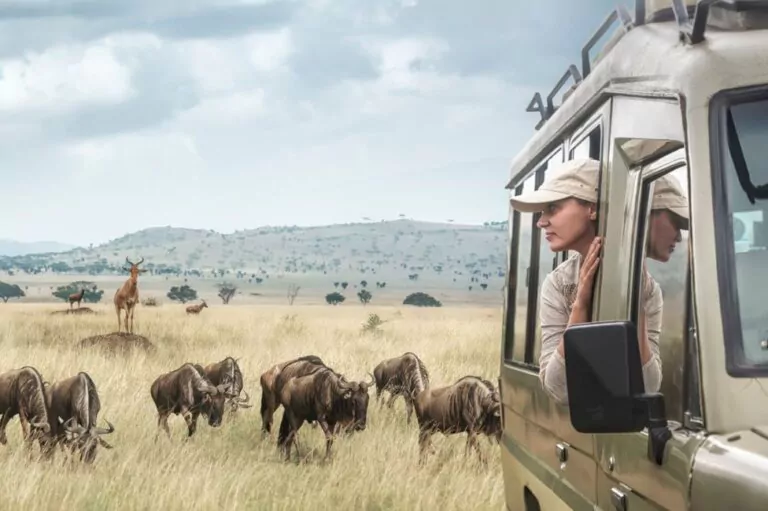 Tansania Safari Serengeti Große Migration