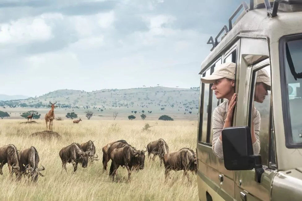 Tansania Safari Serengeti Große Migration