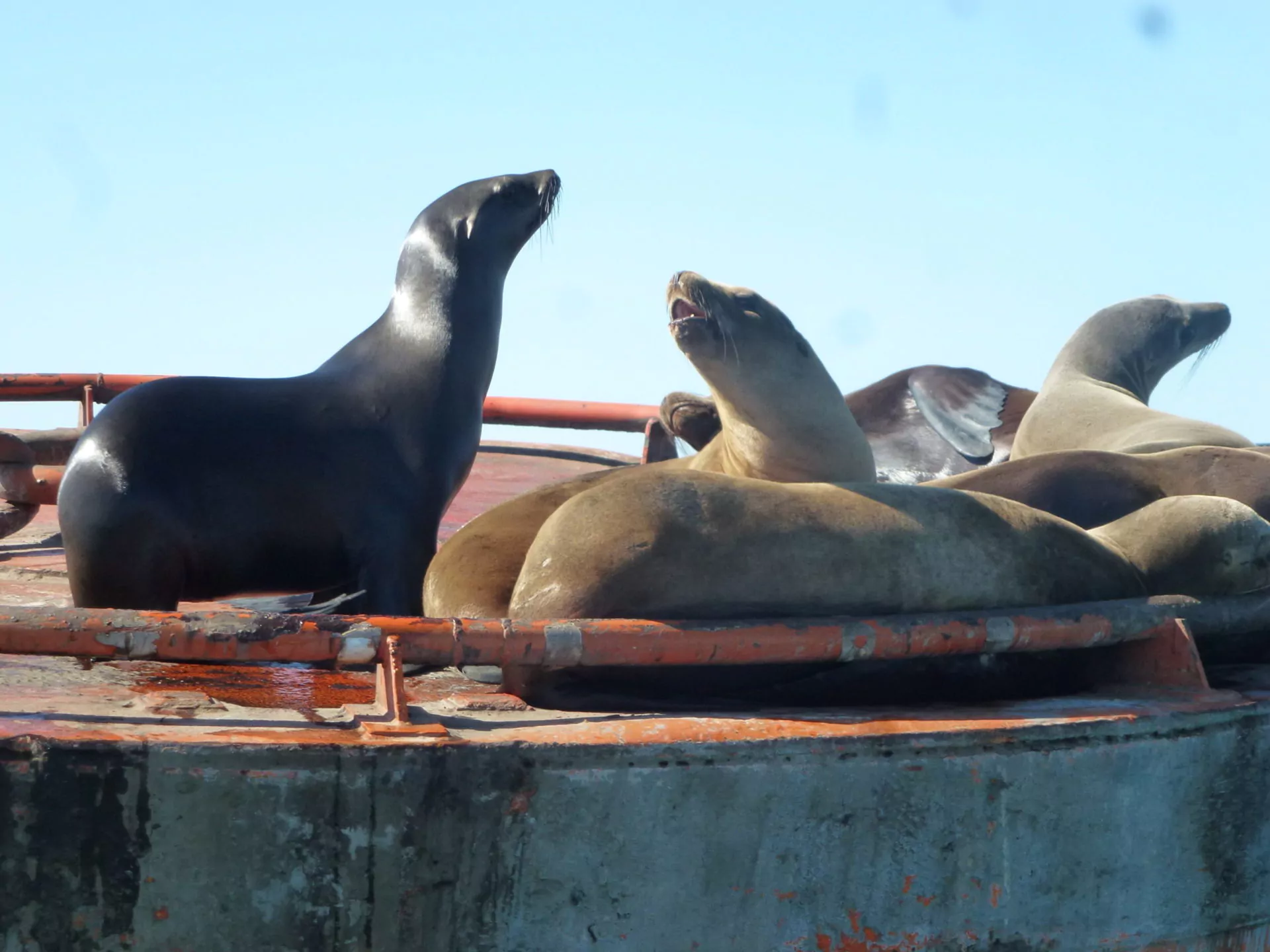 Mexiko Reisen Baja California Seelöwen