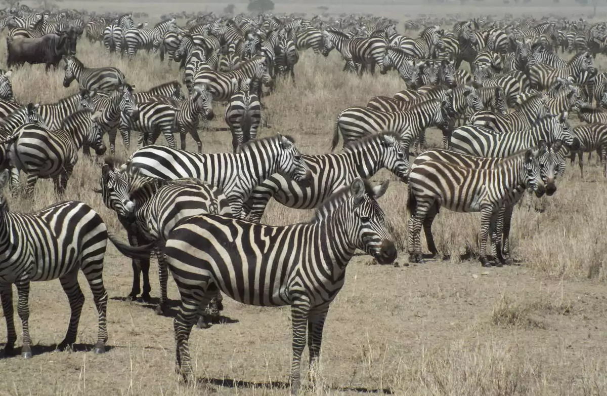 Tansania Safari Serengeti Zebra mit Herde