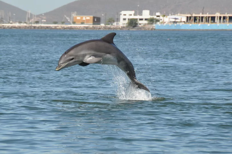 Mexiko Reise Yucatan Rundreise Delfin