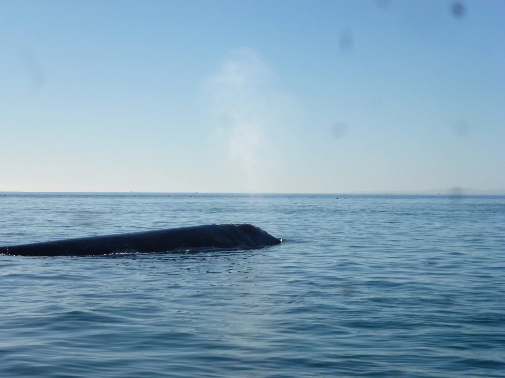 Mexiko Reisen Baja California Wale
