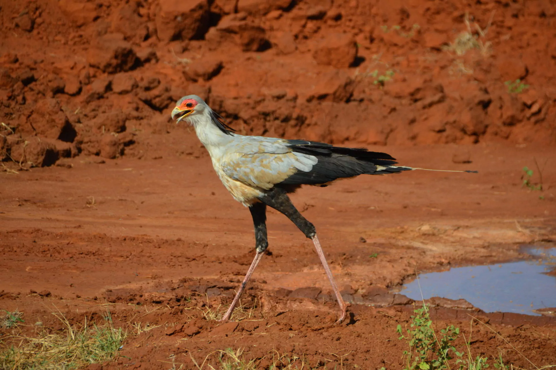 Kenia Safari Tsavo Ost Nationalpark Sekretärvogel