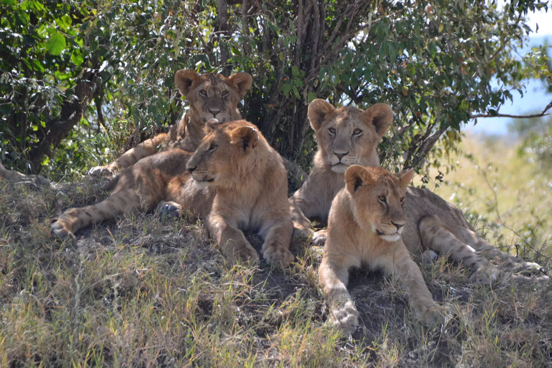 Kenia Safari Masai Mara Löwenrudel im Schatten