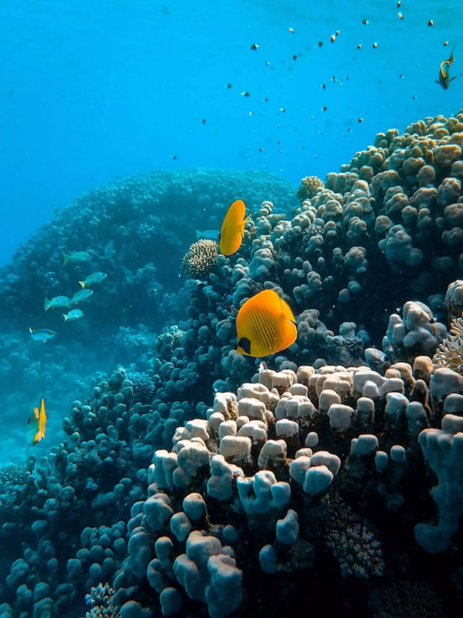 Australien Reisen Great Barrier Reef Fische