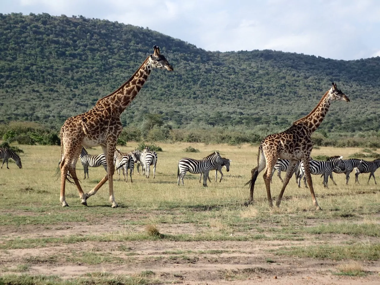 Kenia Safari Masai Mara Giraffen