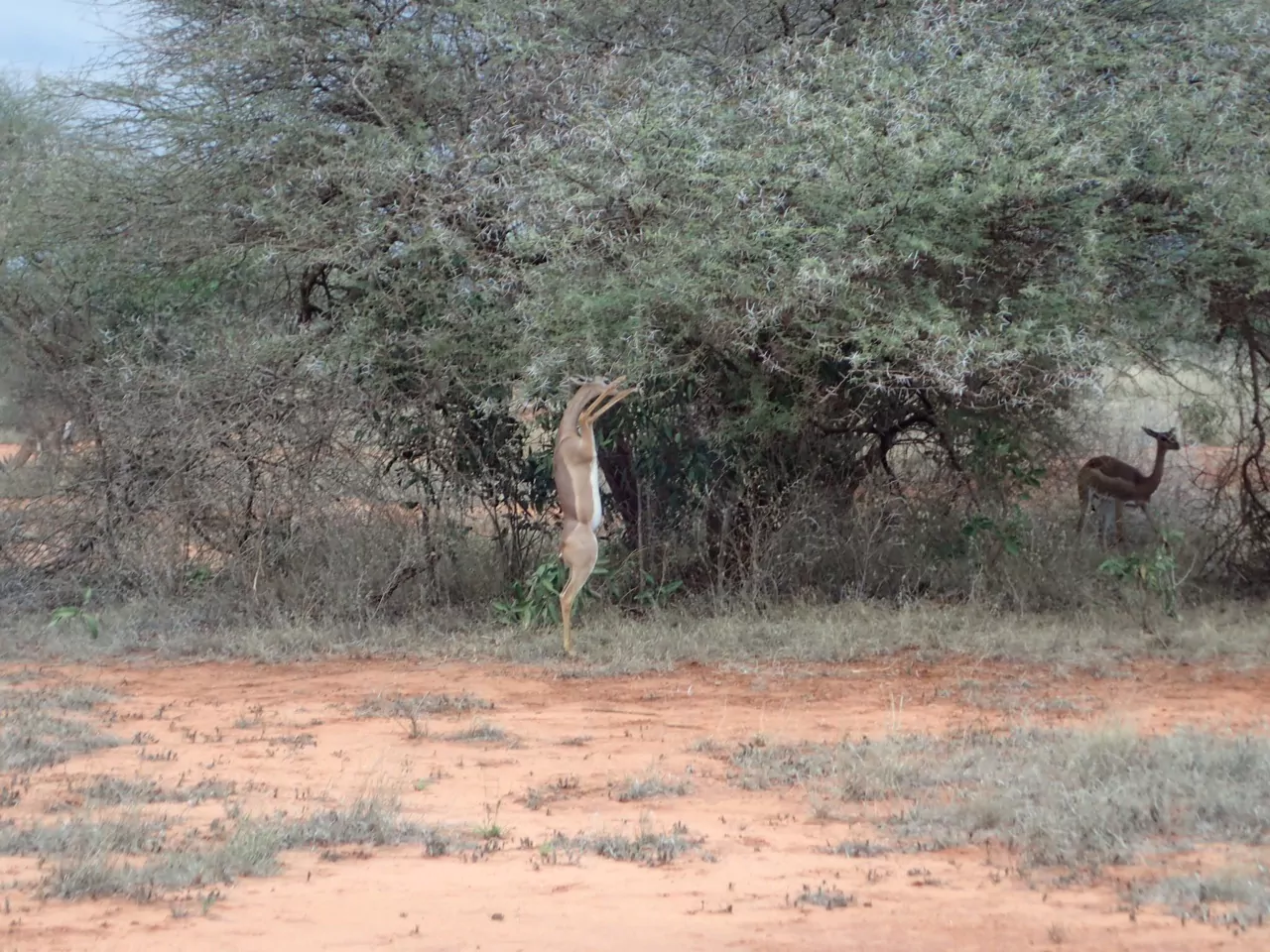Kenia Safari Tsavo Ost Nationalpark Giraffengazelle