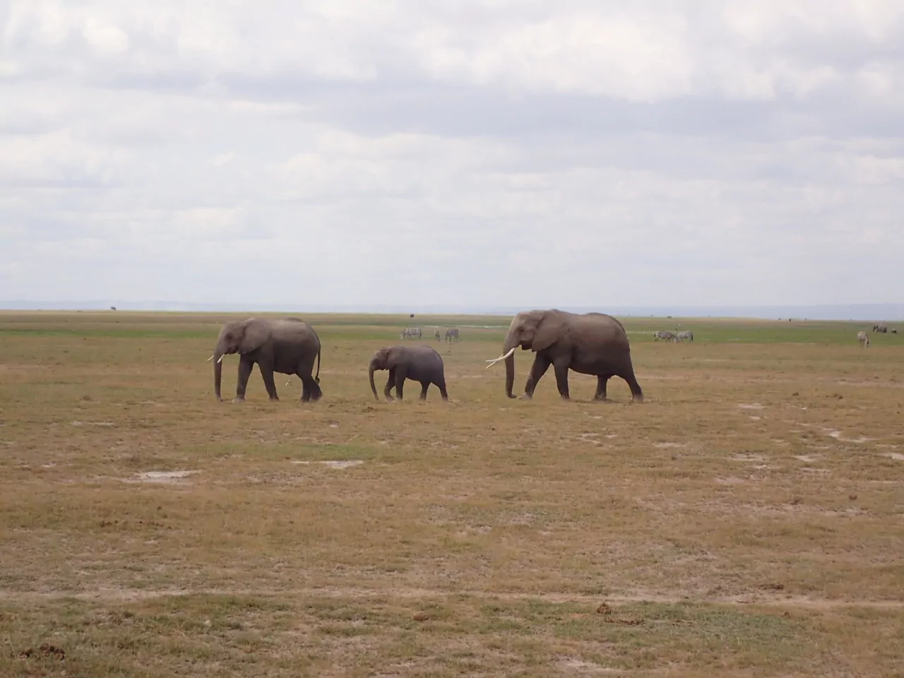 Kenia Safari Amboseli Nationalpark Elefantenherde