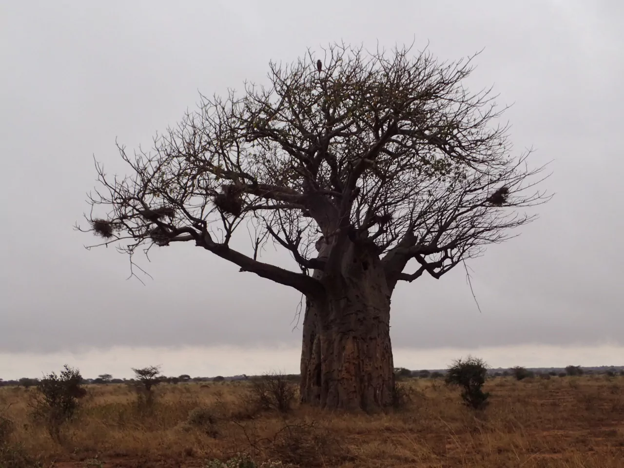 Kenia Safari Tsavo Ost Nationalpark Baobab