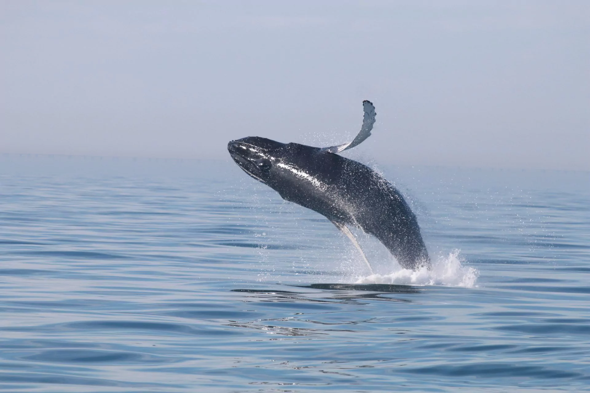 Costa Rica Rundreisen whale watching buckelwal springt aus dem wasser