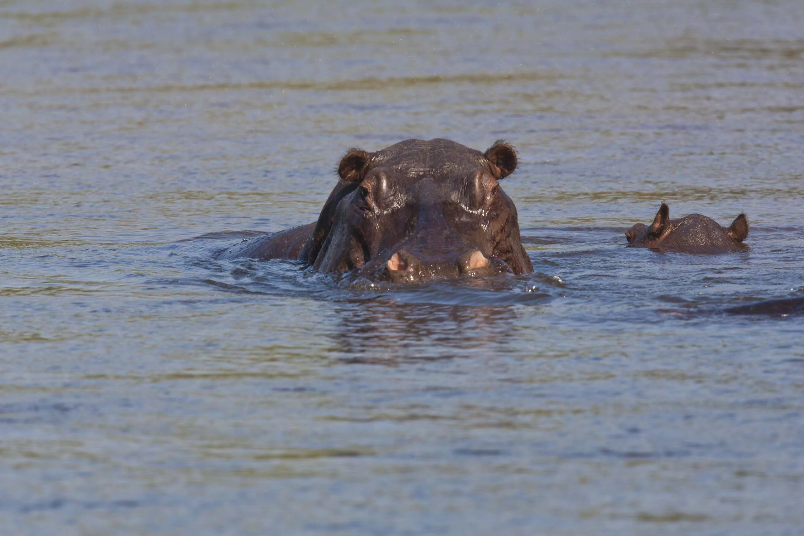 Namibia Safari Popa Falls Hippo