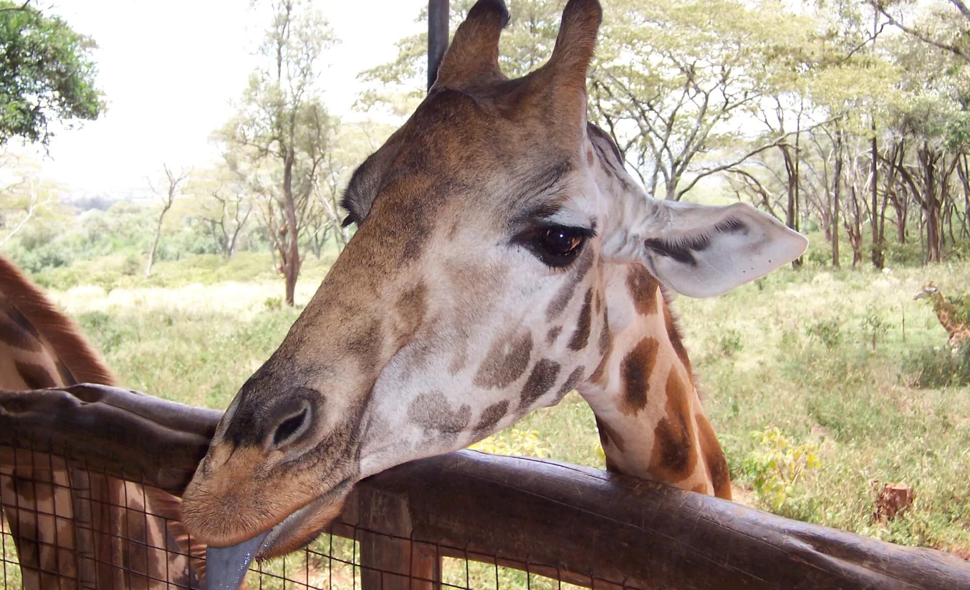 Kenia Safari Langata Giraffenzentrum Nahaufnahme