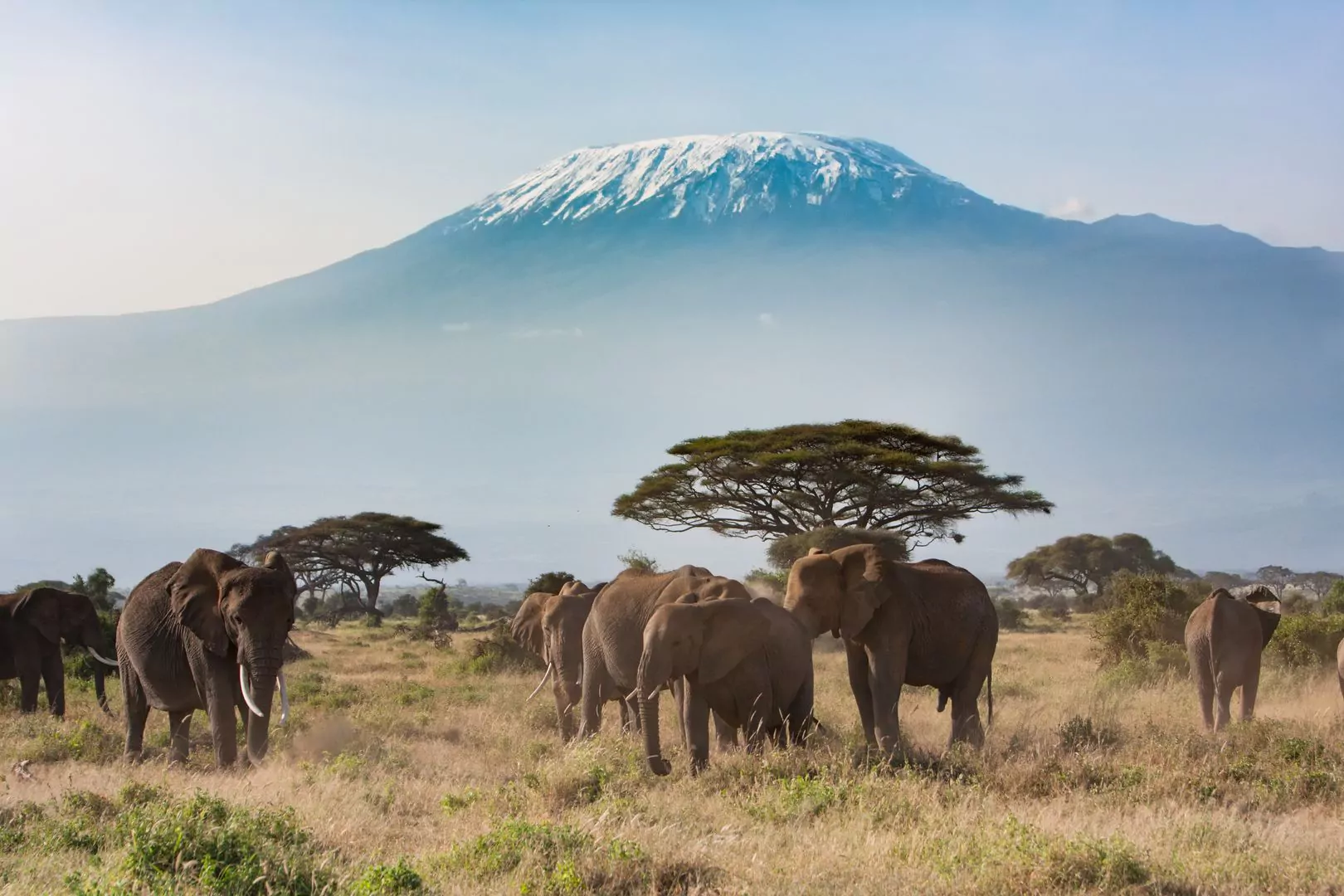 Kenia Safari Amboseli Nationalpark Elefanten vor Kilimanjaro