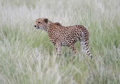Botswana Safari Central Kalahari Game Reserve Gepard