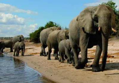 Botswana Safari Khwai Chobe Nationalpark elefantenherde