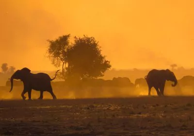 Botswana Safari Khwai elefanten im staub bei sonnenuntergang