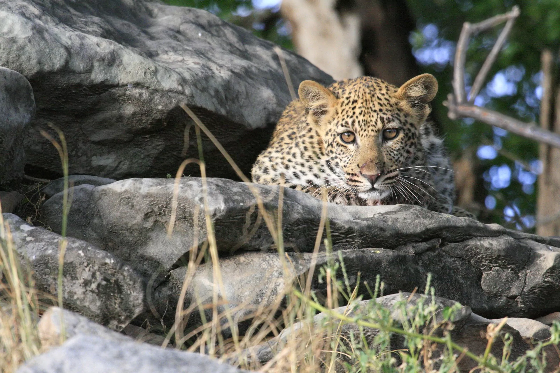Botswana Safari Northern Tuli Game Reserve Leopard