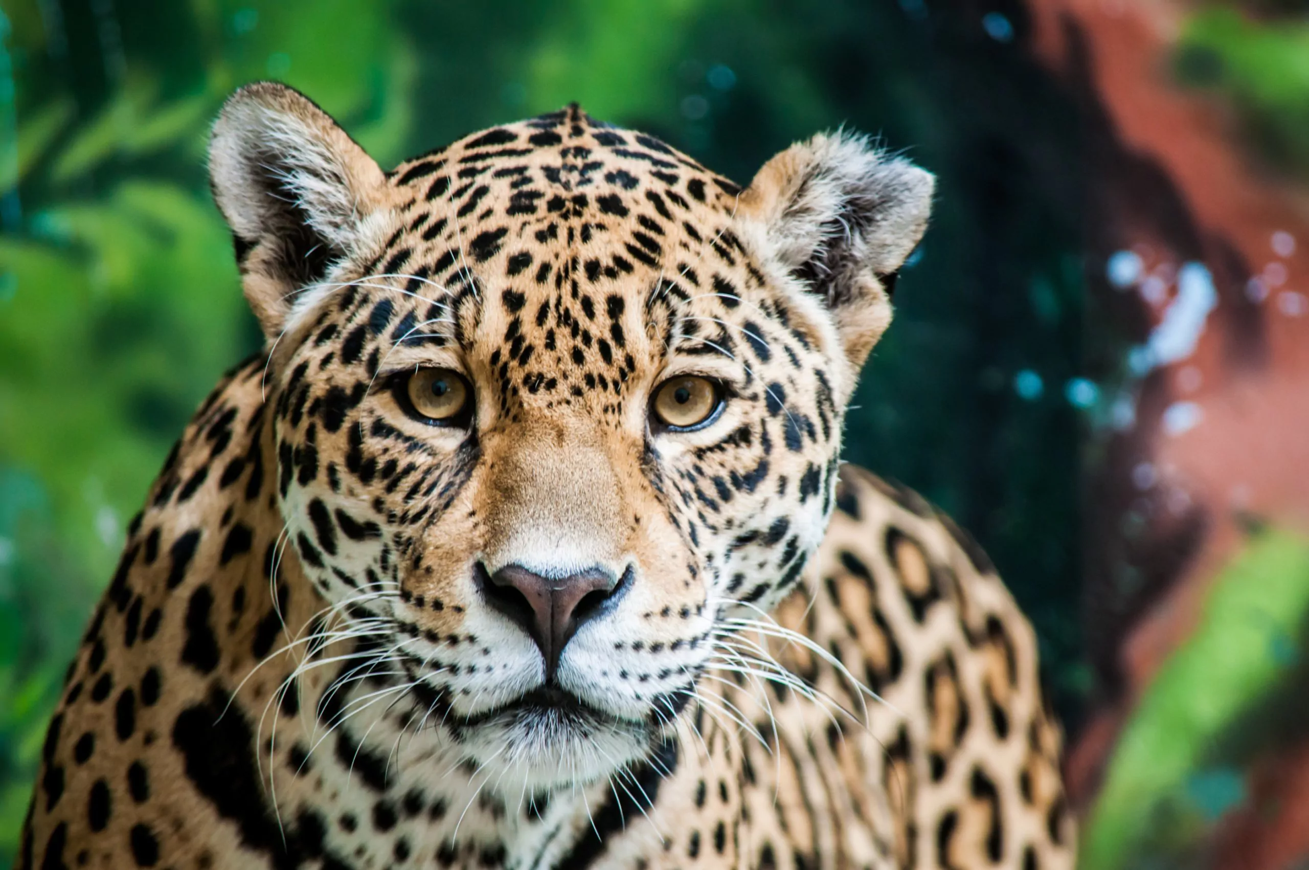 Costa Rica Abenteuerreise Jaguar Nahaufnahme