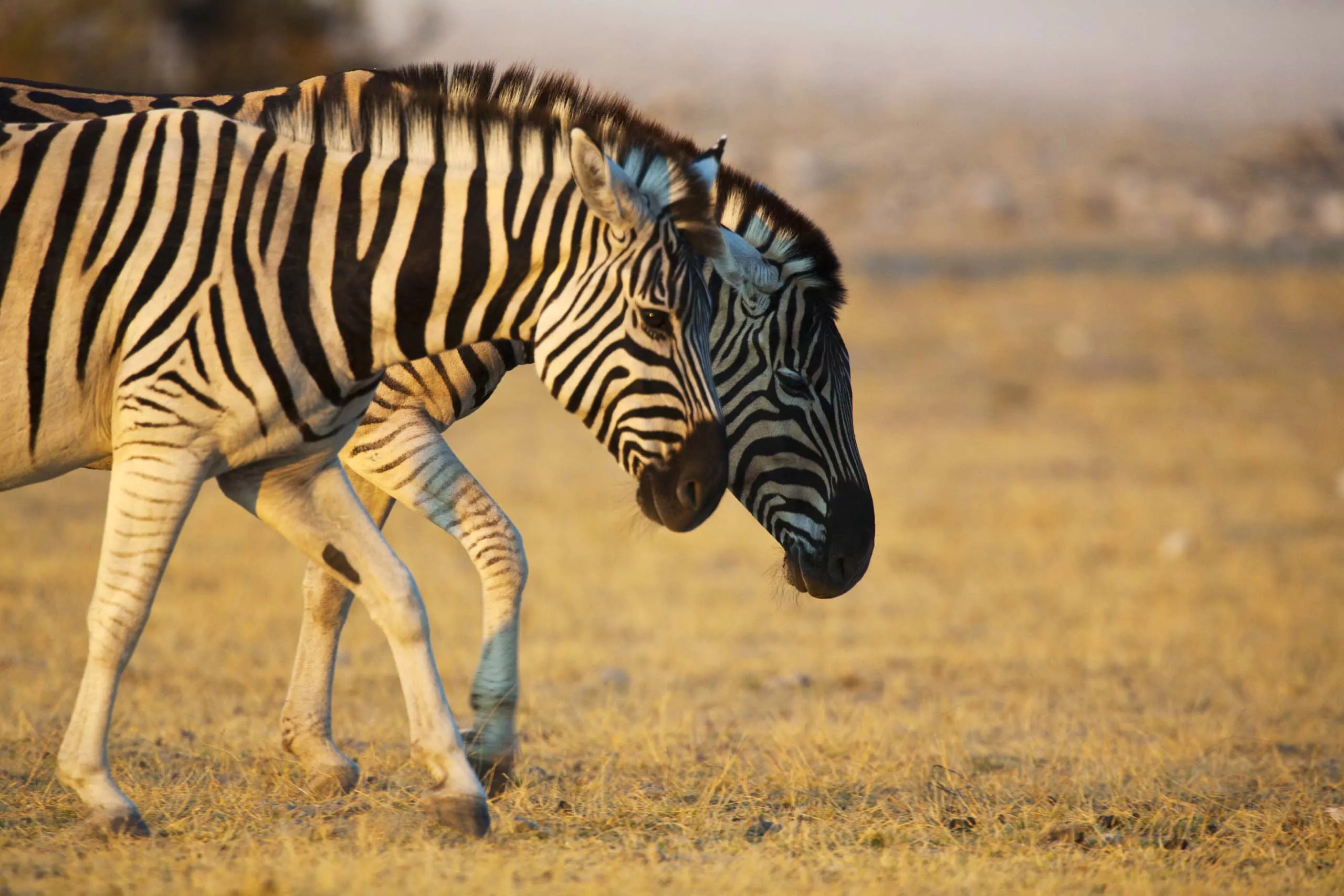 Namibia Safari Etosha Nationalpark Zebras