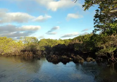 Galapagos Reisen Isabela Elizabeth bay mangroven