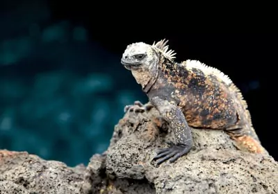 Galapagos Reisen Santiago puerto egas fauna meerechse