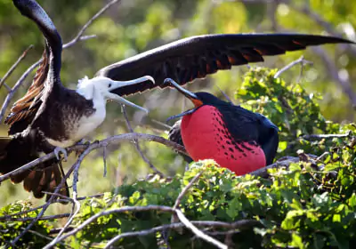 Galapagos Reisen fauna werbende fregattvogel